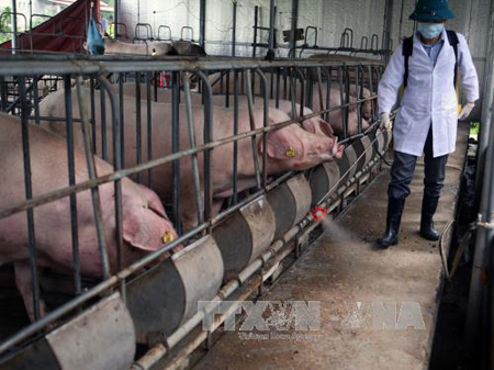 Nhân viên thú y phun thuốc tiêu độc, khử trùng khu vực chăn nuôi tại trang trại chăn nuôi lợn của anh Hoàng Văn Doanh ở thành phố Bắc Kạn.